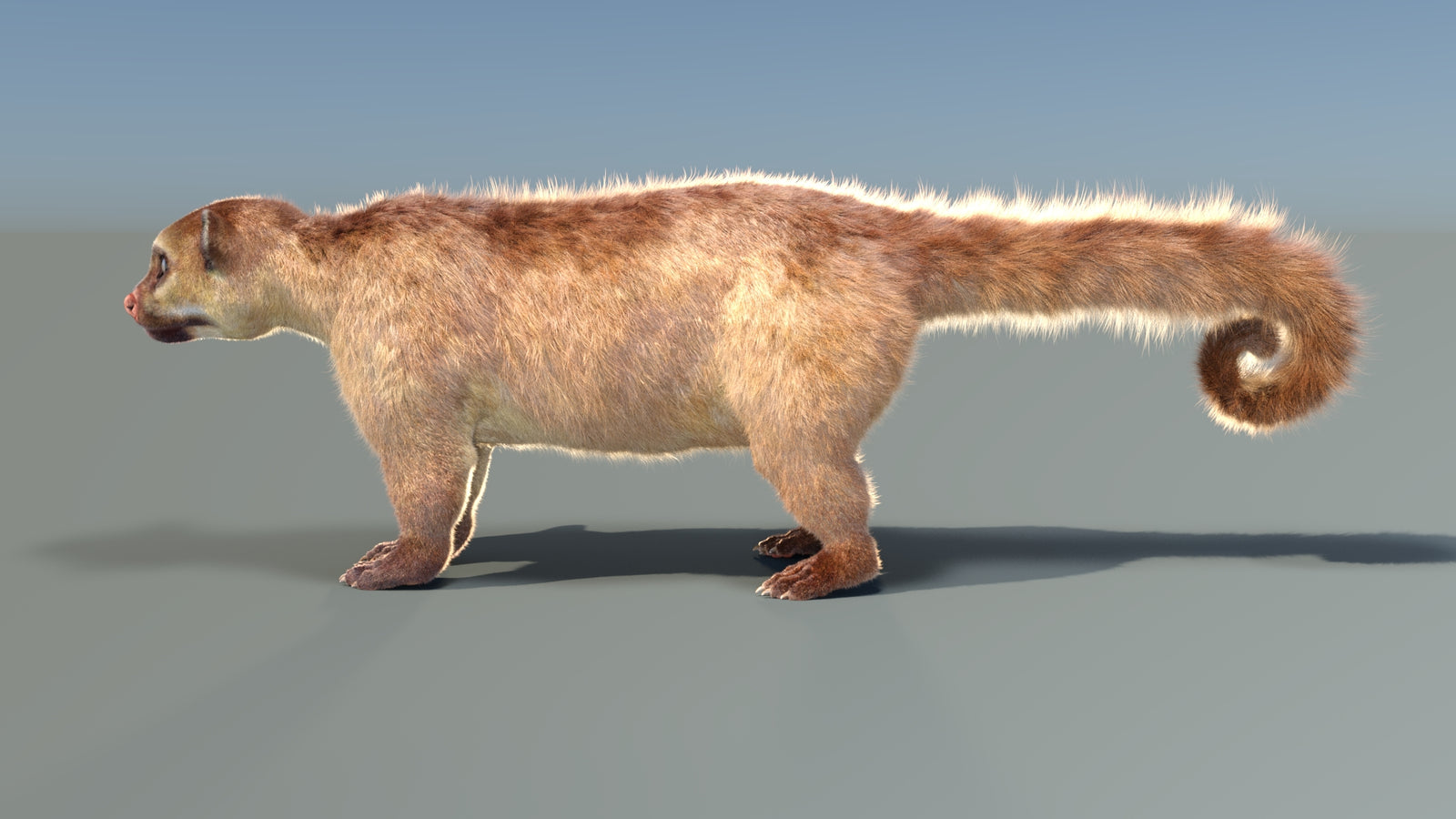 Animated Kinkajou 3D Model Fur 360° view 1 frame 36