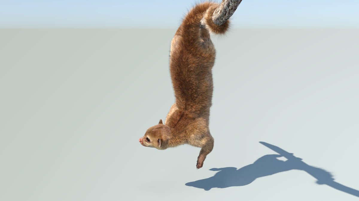 Animated Kinkajou 3D Model - Hair and Fur | Advanced - 360 Degree View