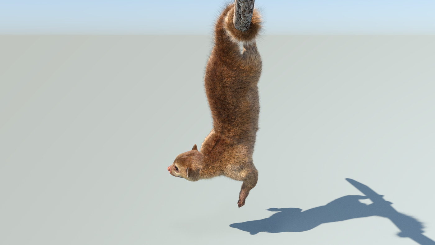 Realistic Kinkajou 3D Model Animated Fur - 360 Degree View
