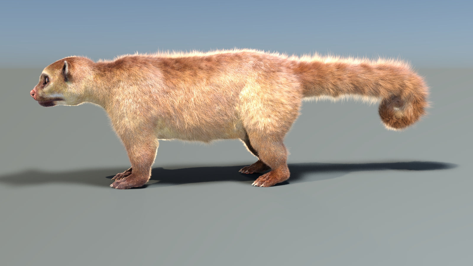 Rigged Kinkajou 3D Model Fur 360° view 1 frame 1