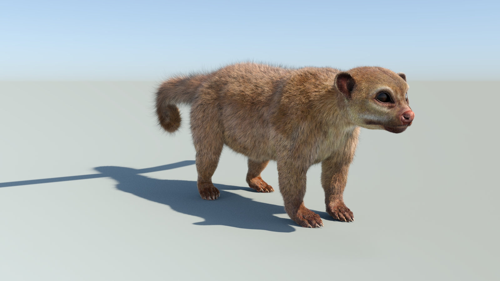 Realistic Kinkajou 3D Model Animated Fur 360° view 1 frame 12