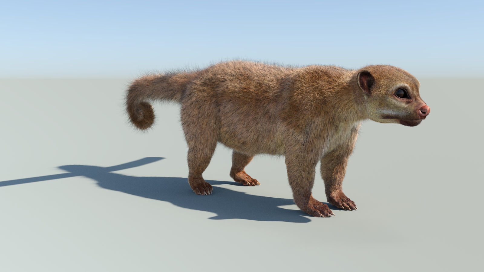 Realistic Kinkajou 3D Model Animated Fur 360° view 1 frame 13