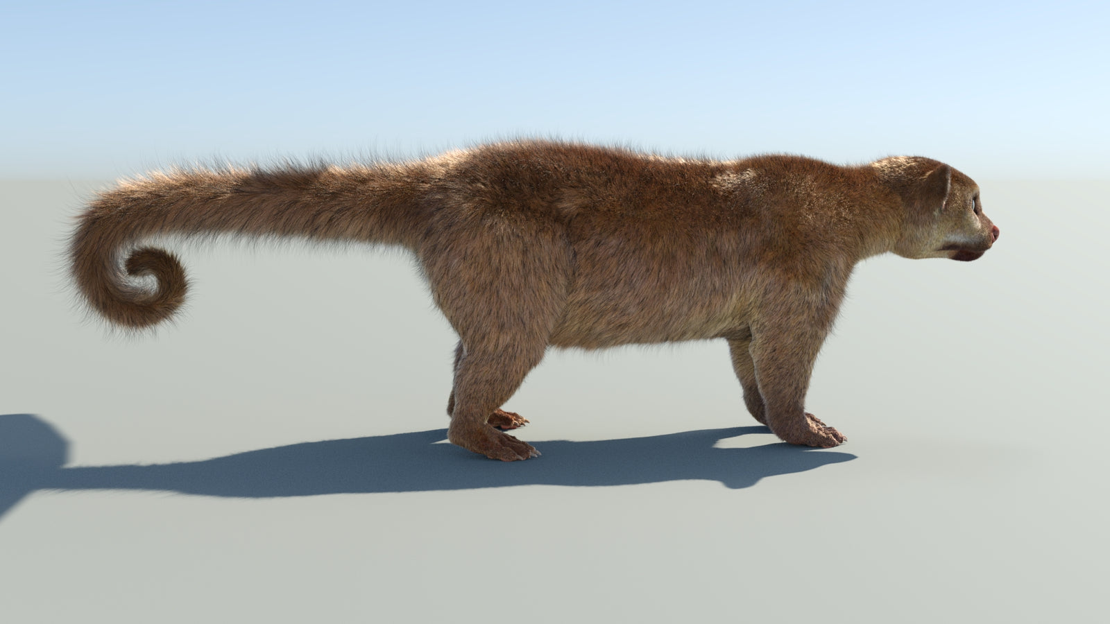 Realistic Kinkajou 3D Model Animated Fur 360° view 1 frame 18