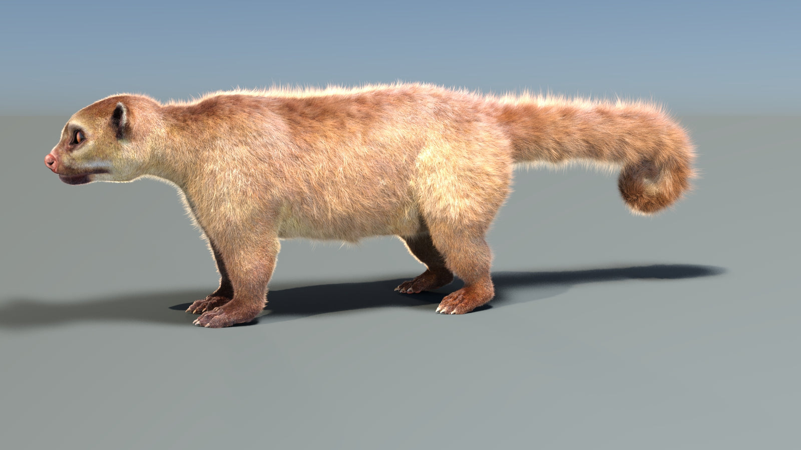 Rigged Kinkajou 3D Model Fur 360° view 1 frame 2