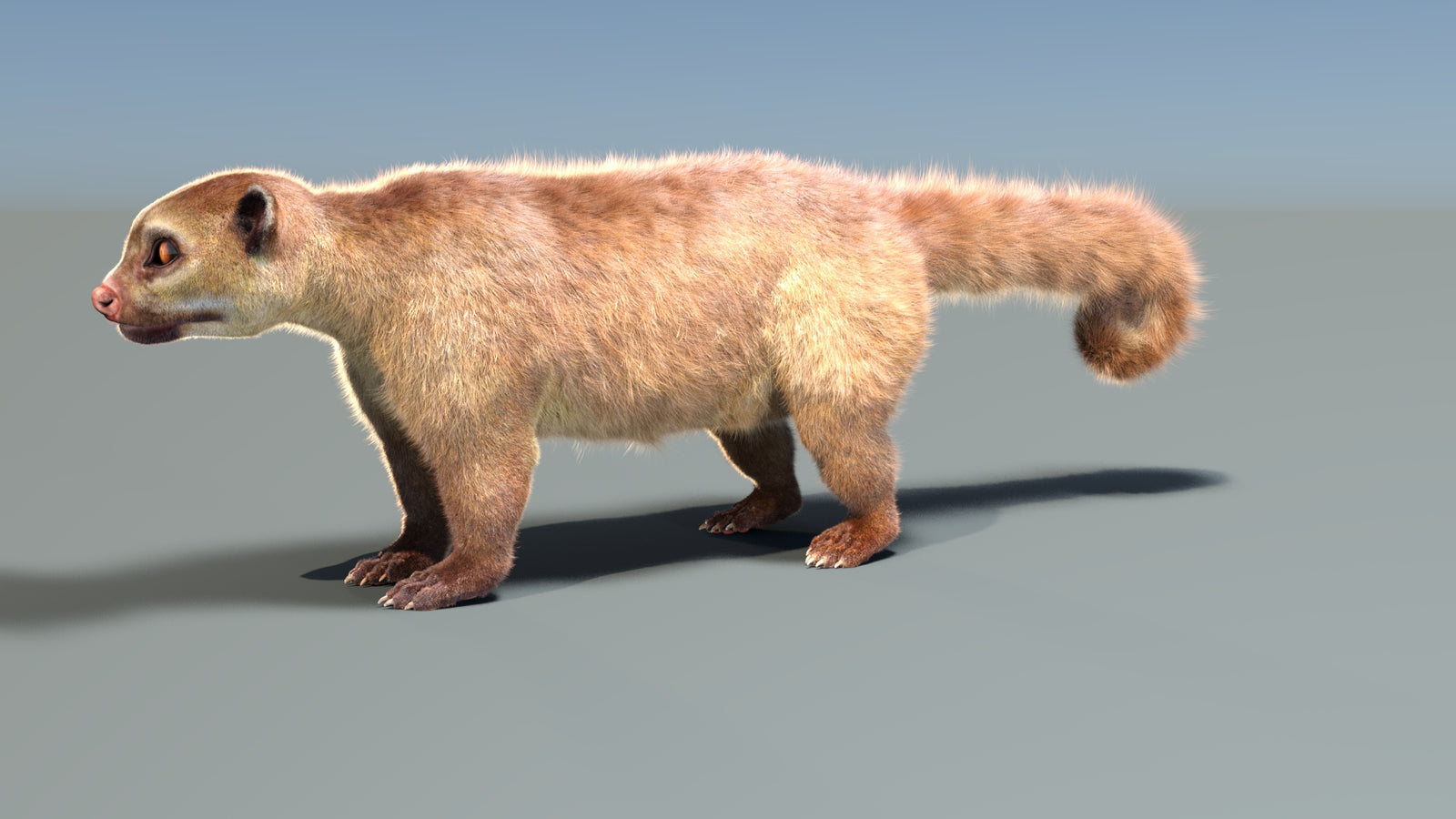 Rigged Kinkajou 3D Model Fur 360° view 1 frame 3