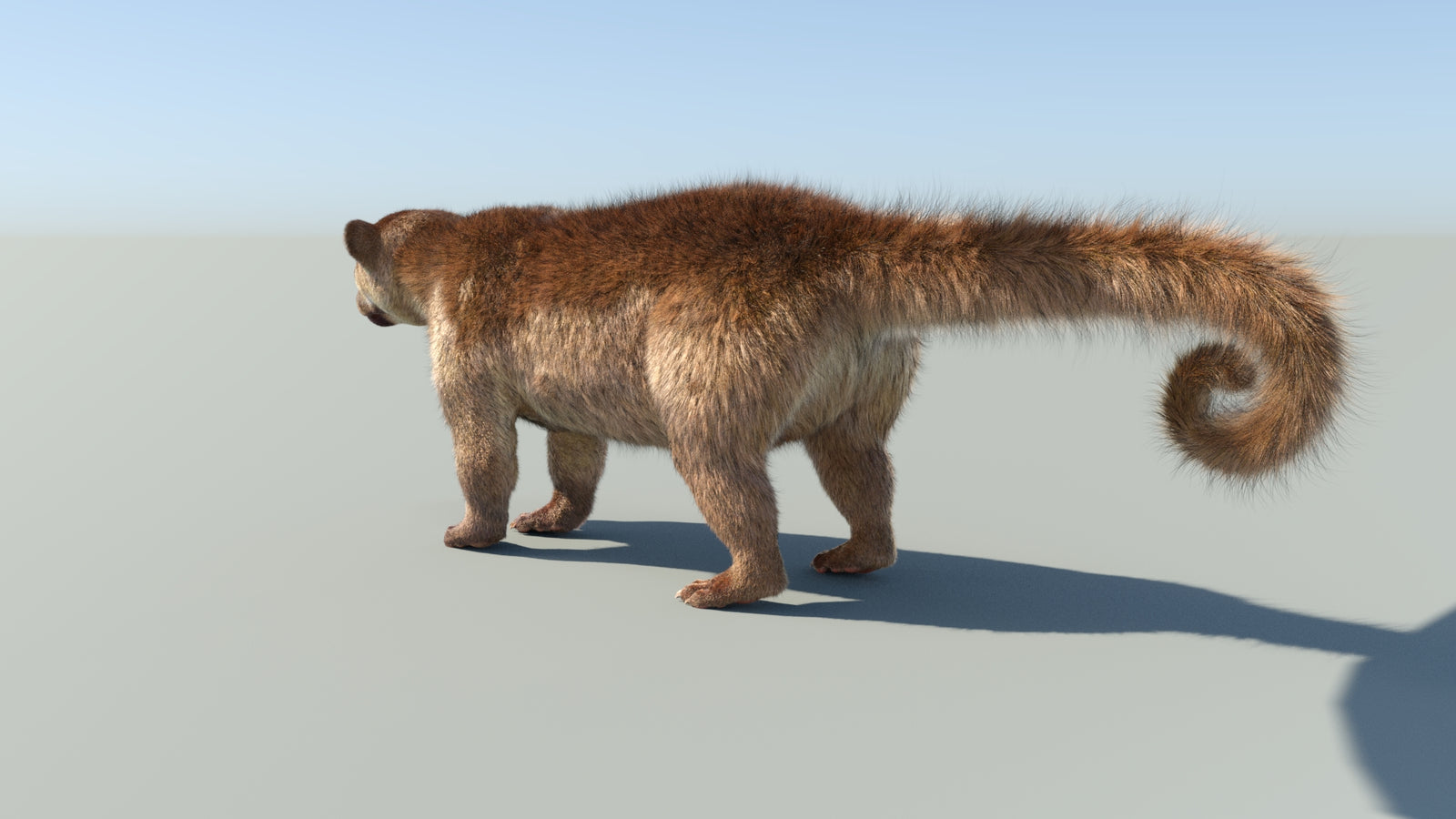 Realistic Kinkajou 3D Model Animated Fur 360° view 1 frame 31