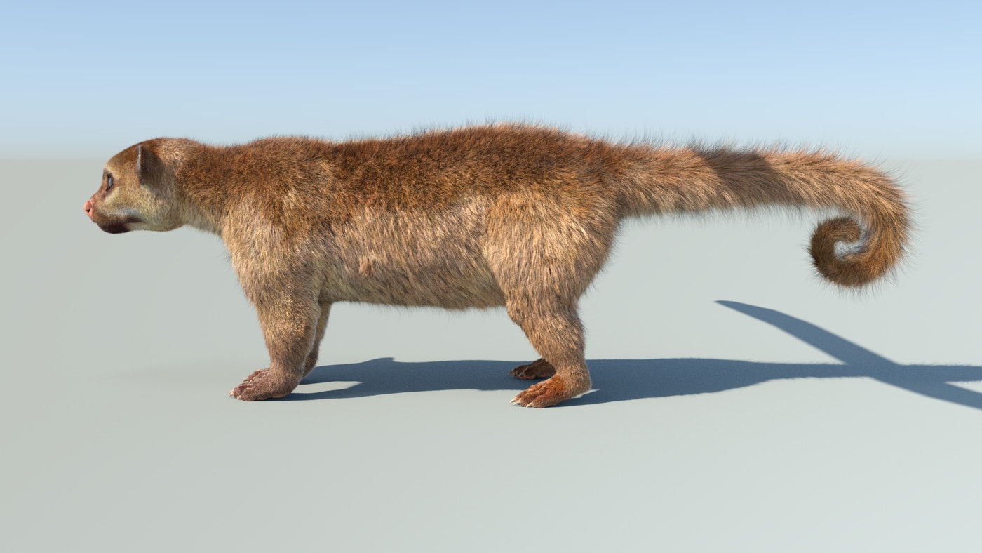 Realistic Kinkajou 3D Model Animated Fur - 360 Degree View