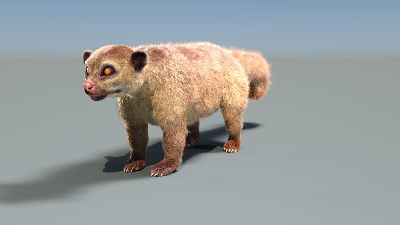 Rigged Kinkajou 3D Model Fur 360° view 1 frame 6