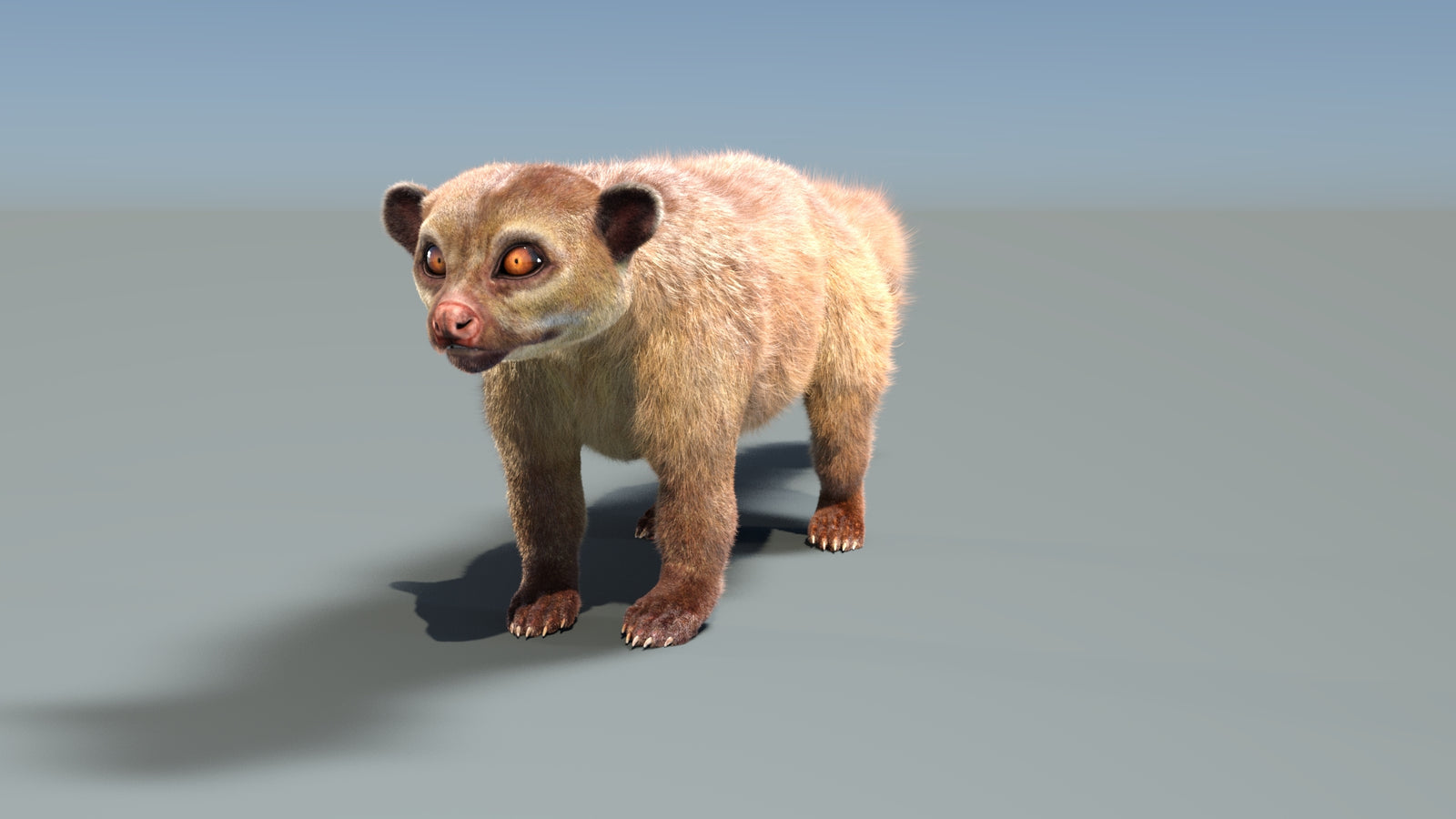 Rigged Kinkajou 3D Model Fur 360° view 1 frame 7