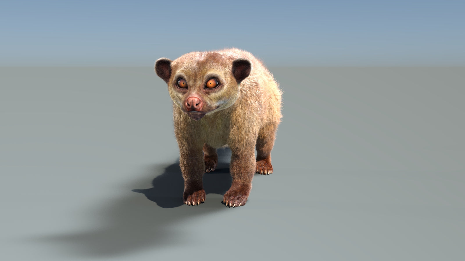 Rigged Kinkajou 3D Model Fur 360° view 1 frame 8