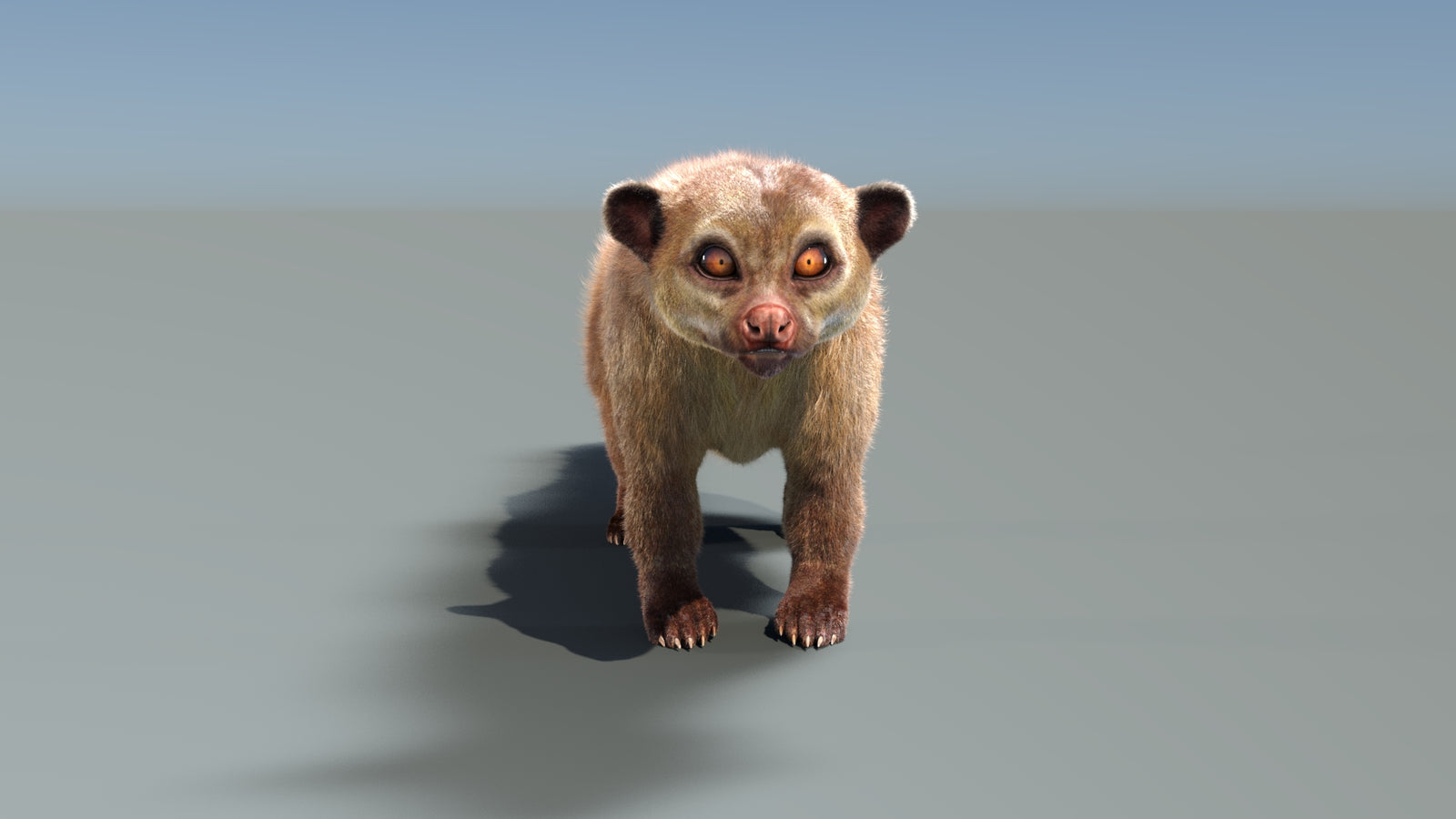 Rigged Kinkajou 3D Model Fur 360° view 1 frame 9