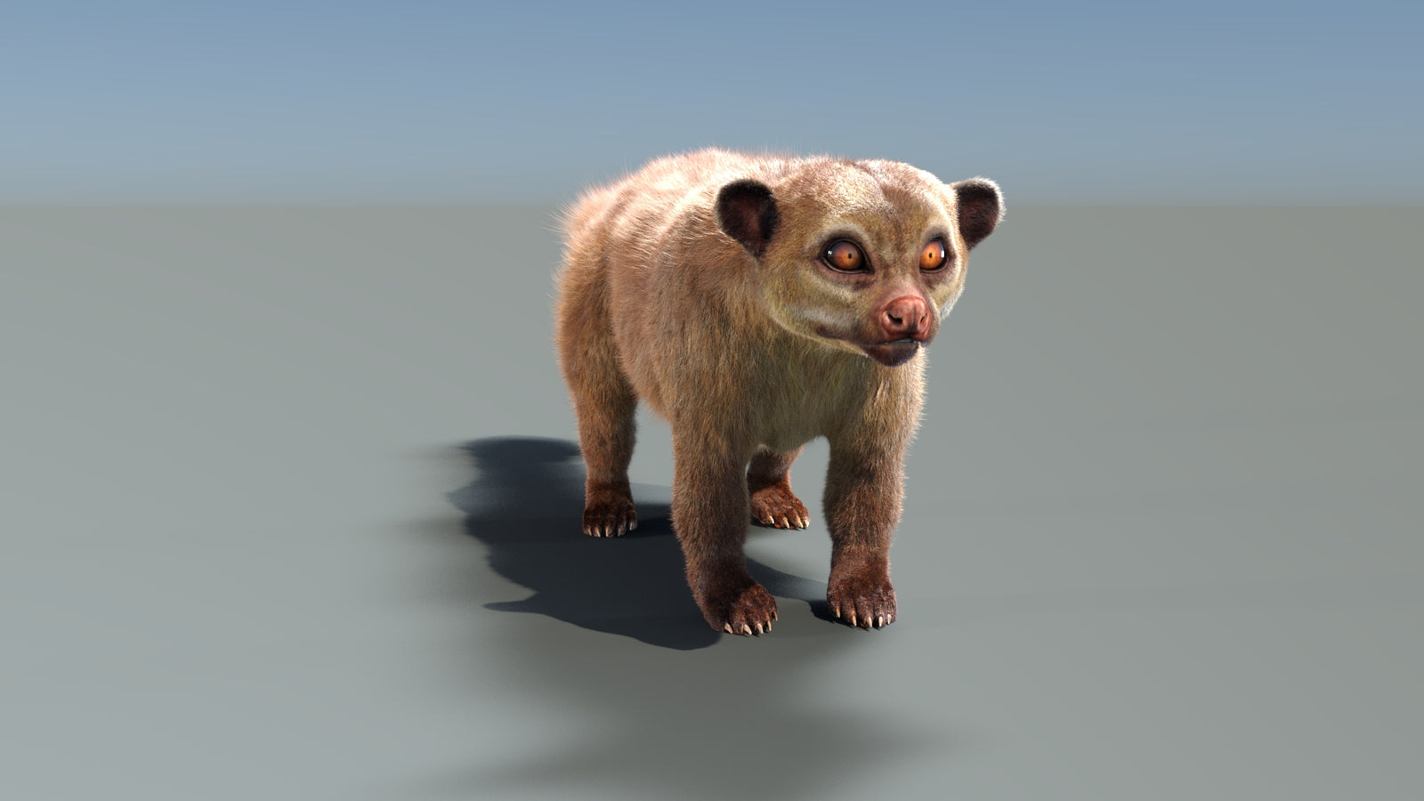 Rigged Kinkajou 3D Model Fur 360° view 1 frame 10