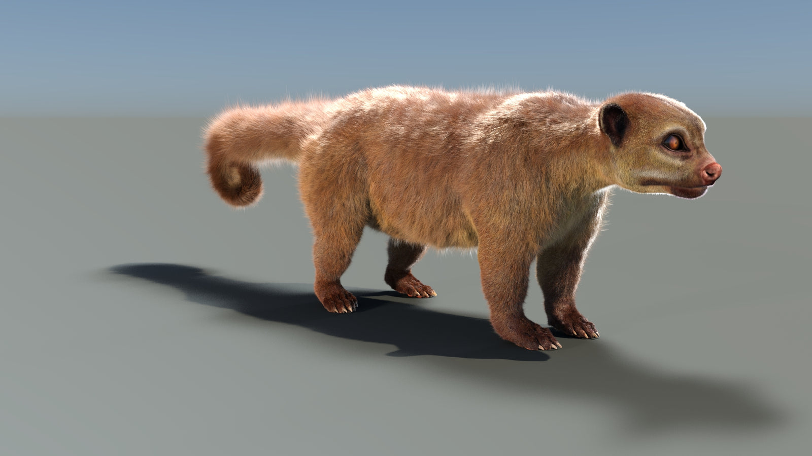 Rigged Kinkajou 3D Model Fur 360° view 1 frame 13