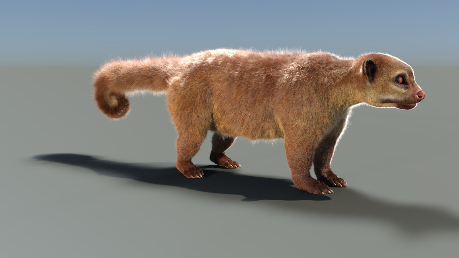 Rigged Kinkajou 3D Model Fur 360° view 1 frame 14