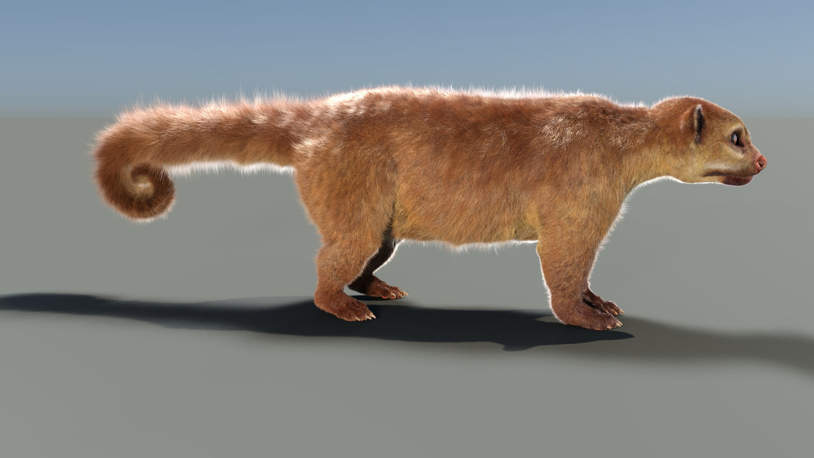 Rigged Kinkajou 3D Model Fur 360° view 1 frame 16