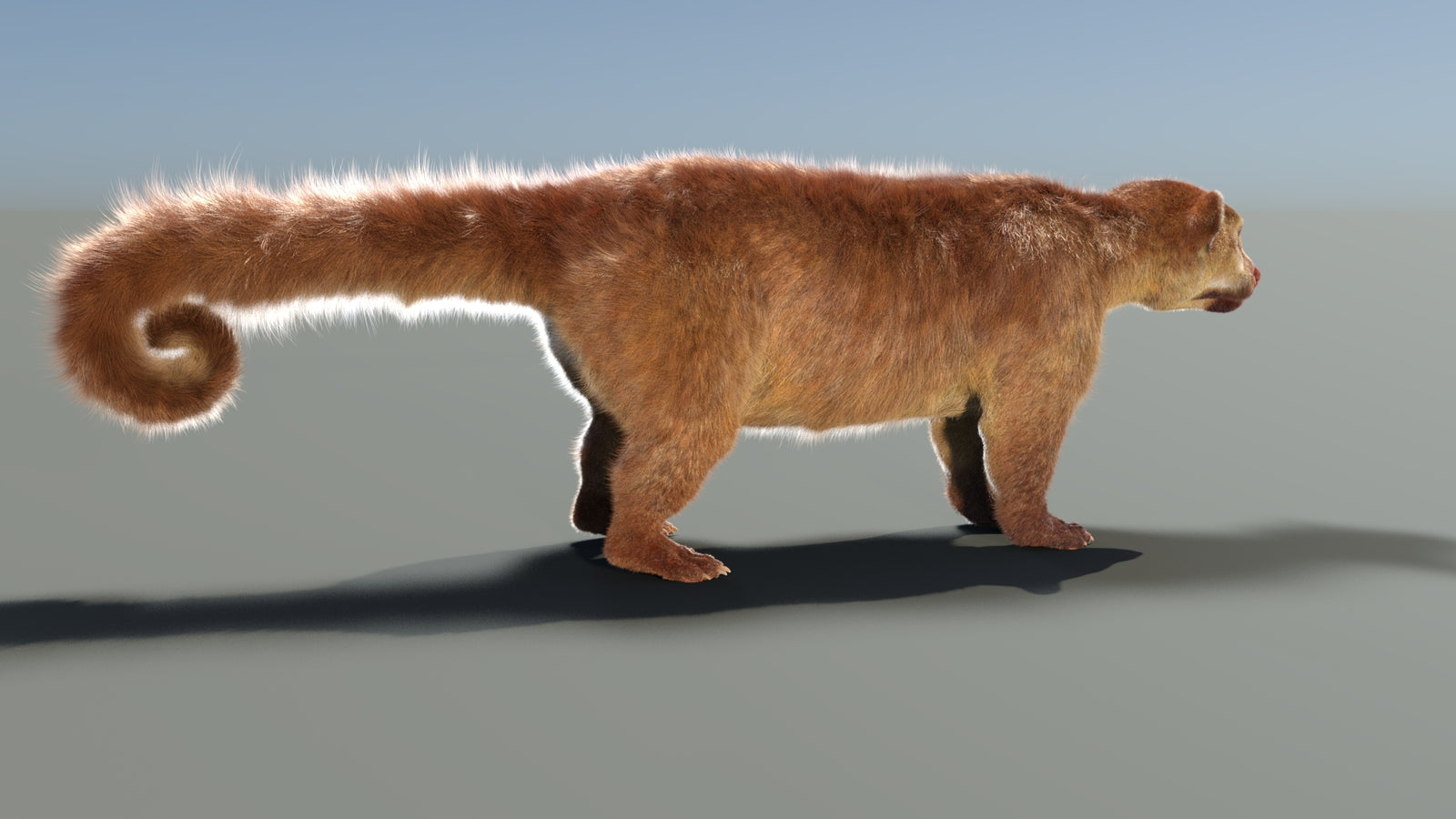 Rigged Kinkajou 3D Model Fur 360° view 1 frame 19