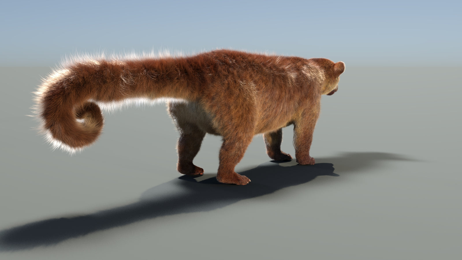 Rigged Kinkajou 3D Model Fur 360° view 1 frame 22
