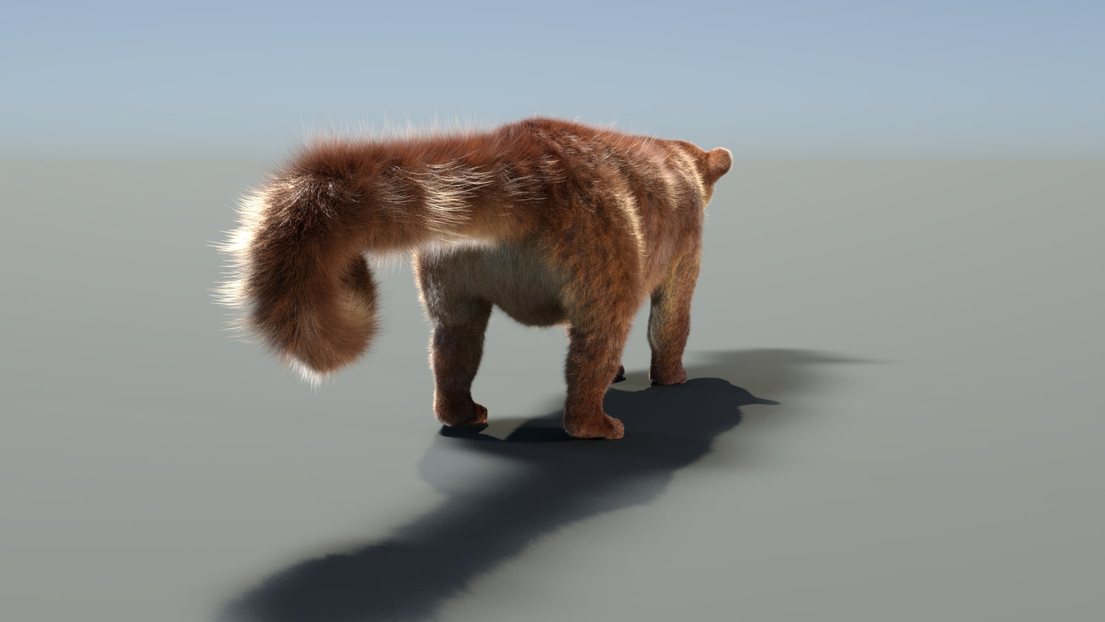 Rigged Kinkajou 3D Model Fur 360° view 1 frame 24