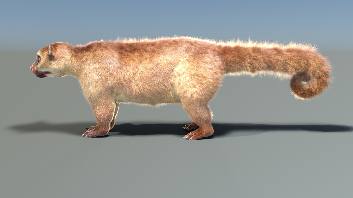 Rigged Kinkajou 3D Model Fur - 360 Degree View