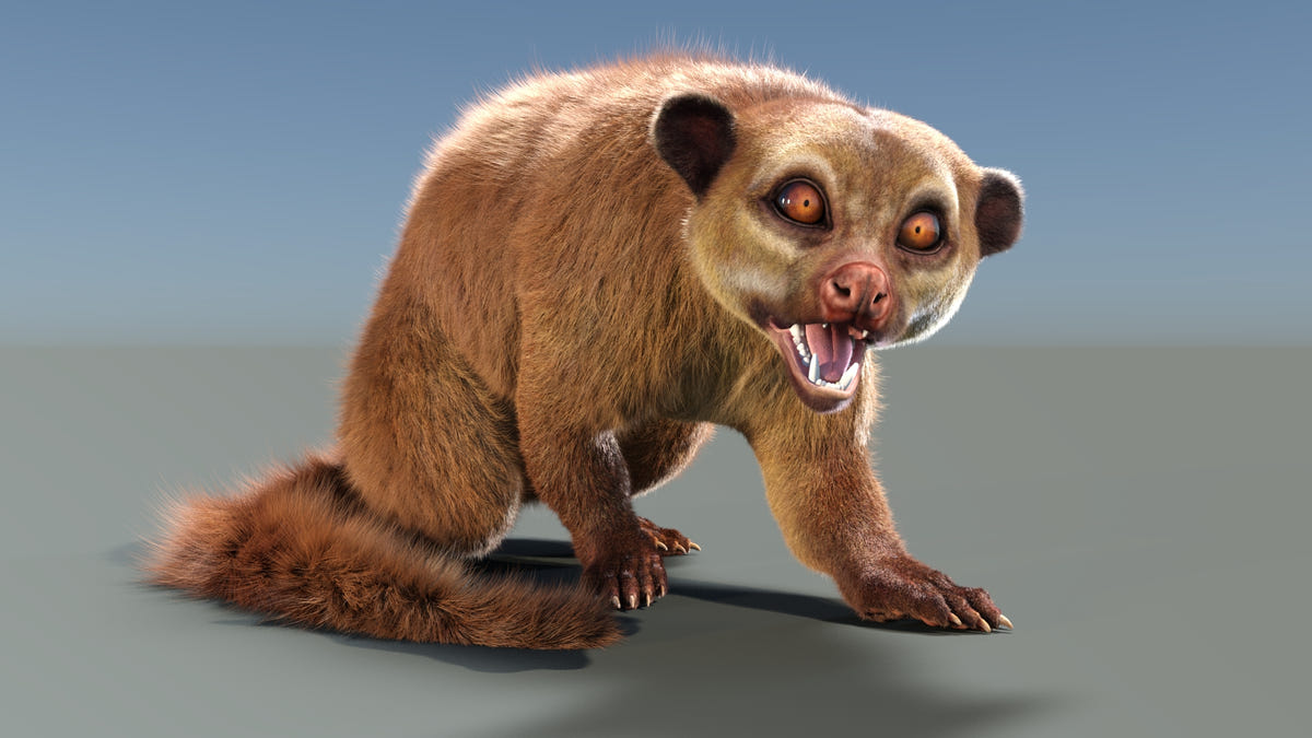 Animated Kinkajou 3D Model - Hair and Fur - 360 Degree View