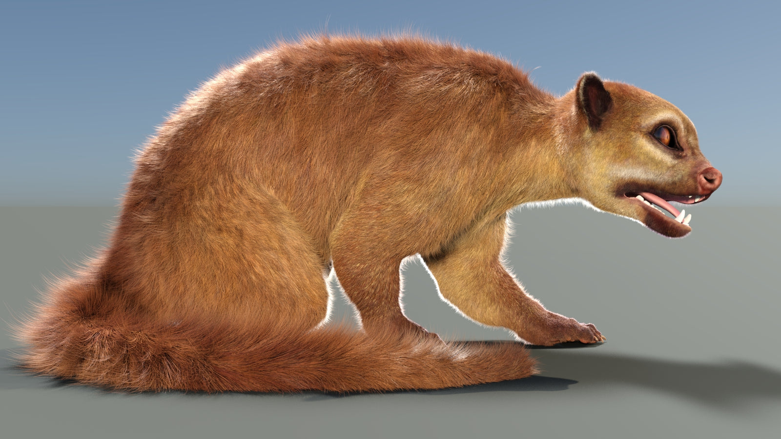 Animated Kinkajou 3D Model Fur 360° view 2 frame 6