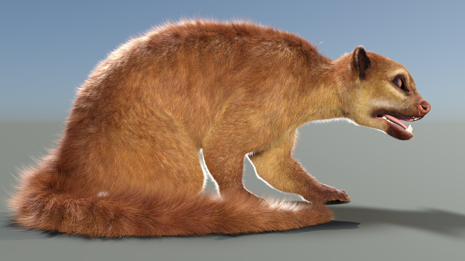 Animated Kinkajou 3D Model Fur 360° view 2 frame 7