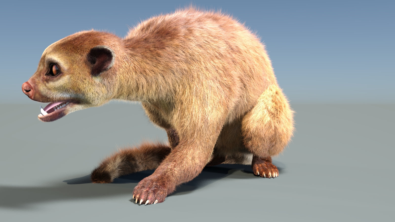 Animated Kinkajou 3D Model Fur 360° view 2 frame 29