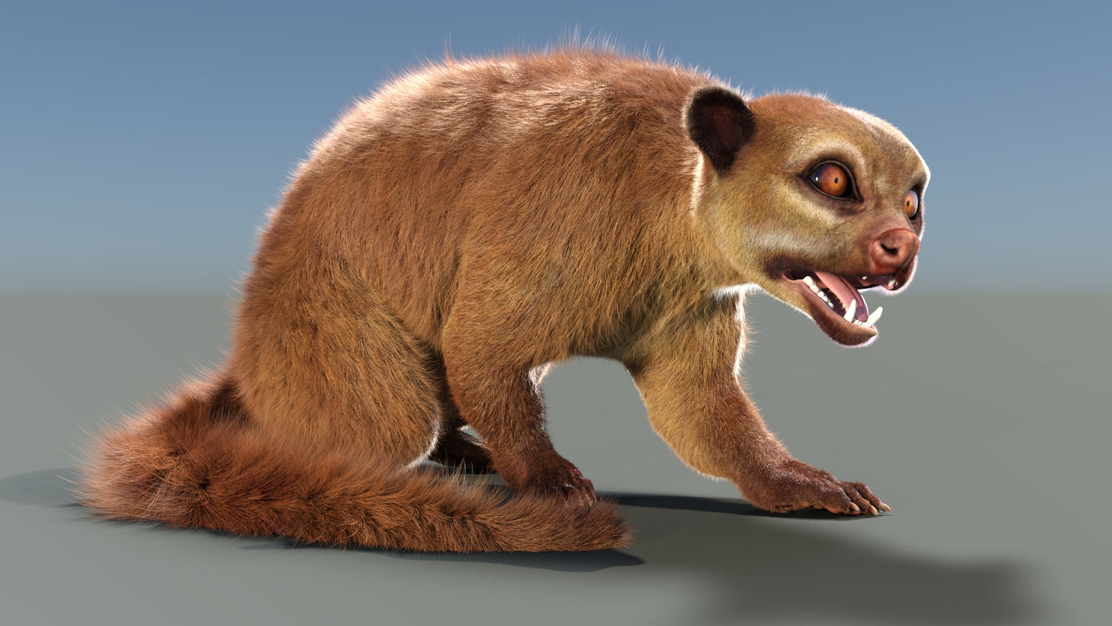 Rigged Kinkajou 3D Model Fur 360° view 2 frame 3