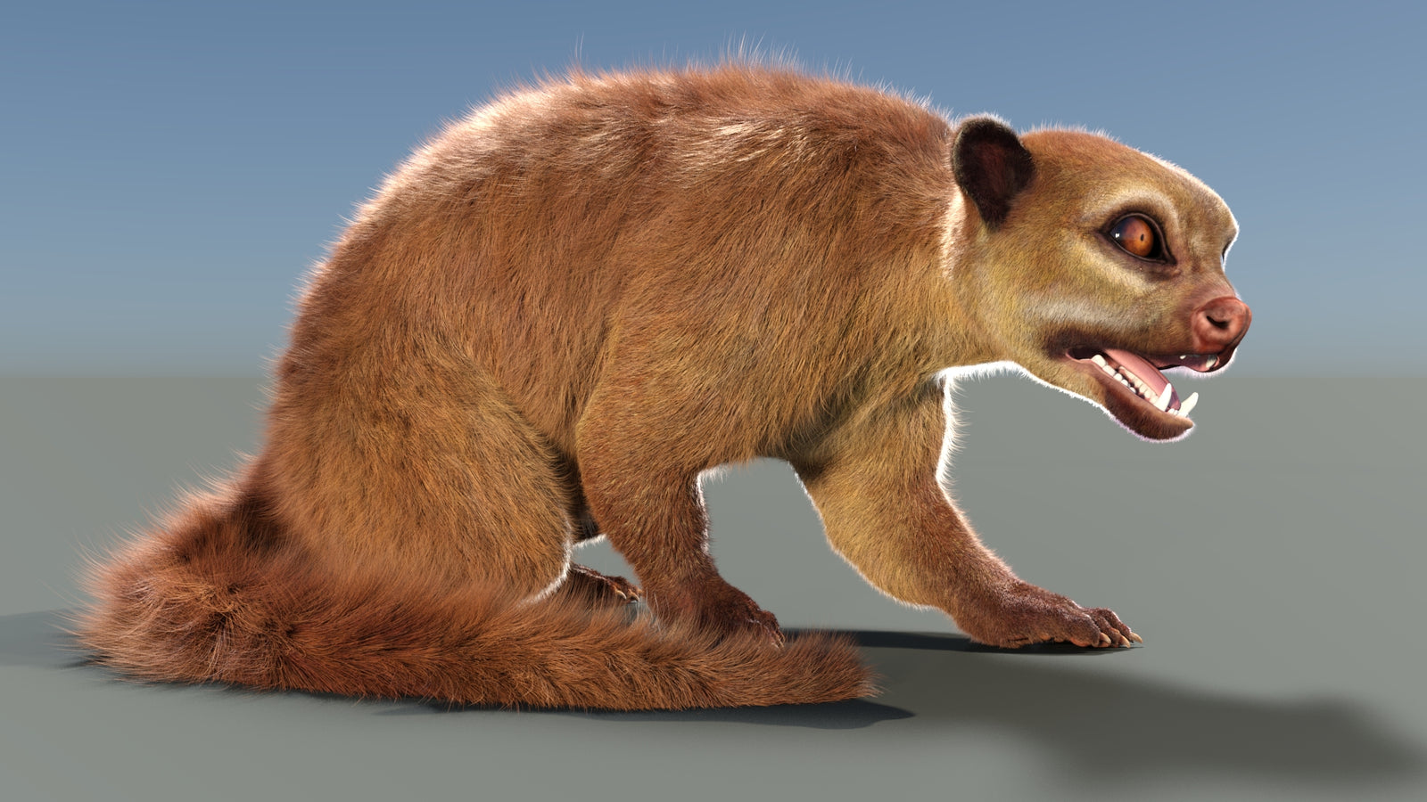 Rigged Kinkajou 3D Model Fur 360° view 2 frame 4