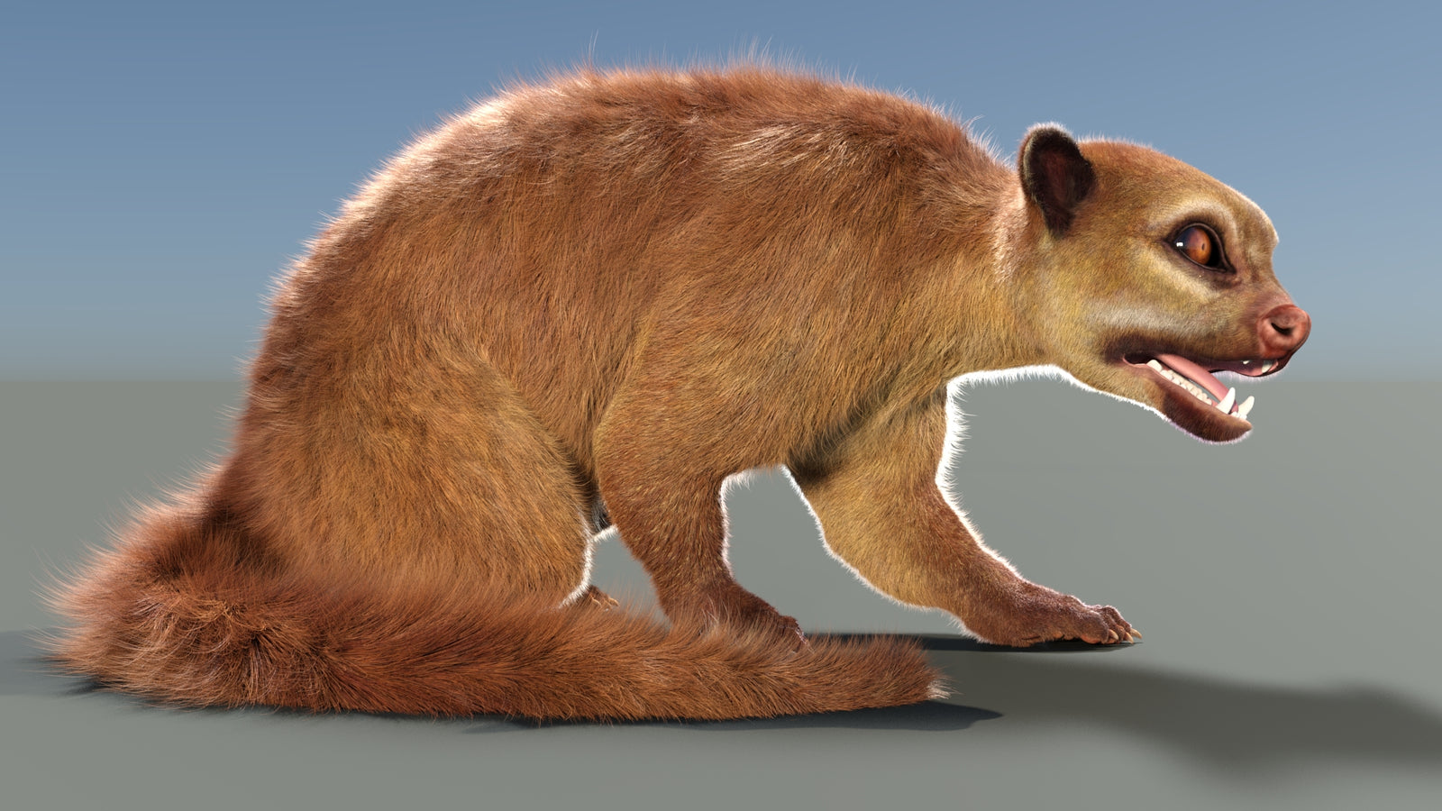 Rigged Kinkajou 3D Model Fur 360° view 2 frame 5