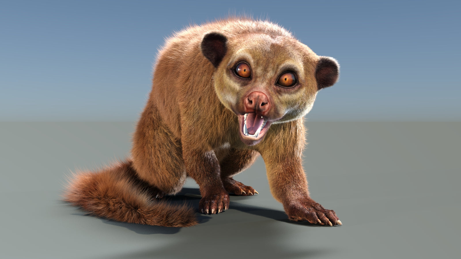 Rigged Kinkajou 3D Model Fur 360° view 2 frame 35