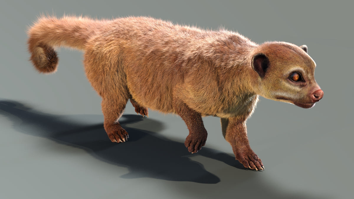 Animated Kinkajou 3D Model - Hair and Fur - 360 Degree View