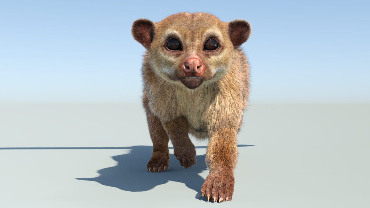Animated Kinkajou 3D Model - Hair and Fur | Advanced - 360 Degree View