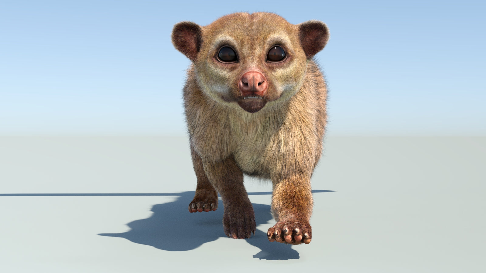 Realistic Kinkajou 3D Model Animated Fur 360° view 4 frame 31
