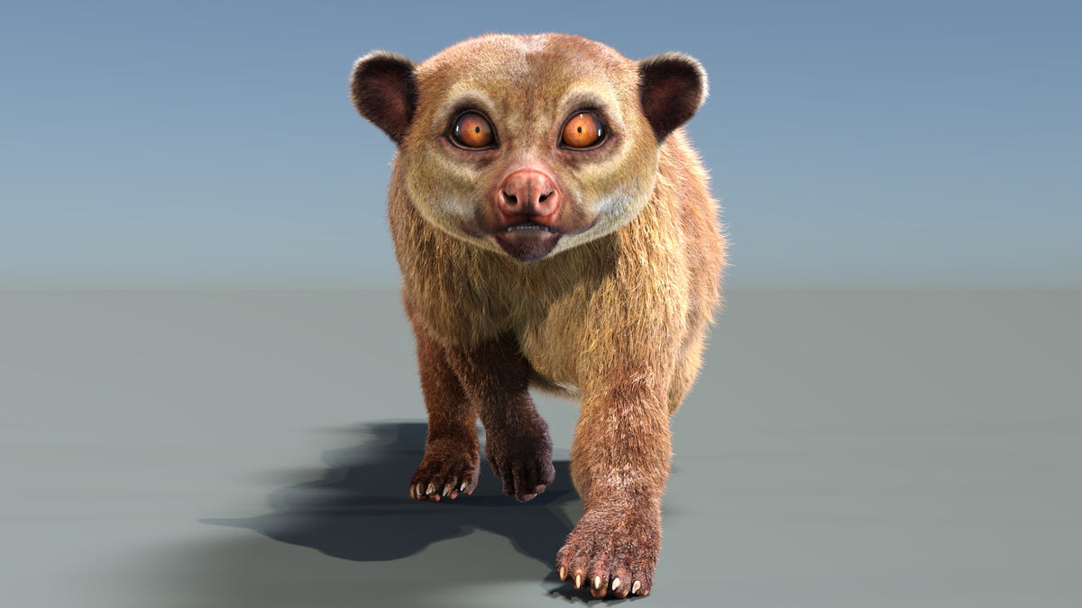 Animated Kinkajou 3D Model - Hair and Fur - 360 Degree View