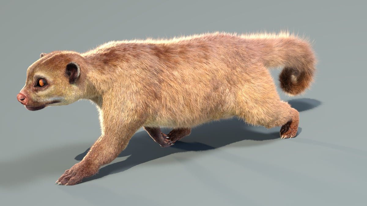 Animated Kinkajou 3D Model - Hair and Fur - 360 Degree View