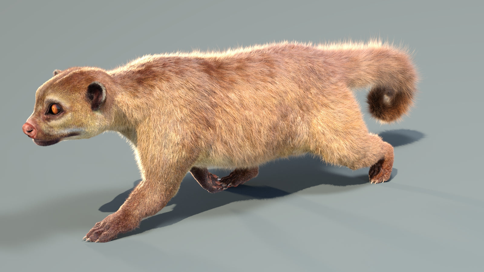Animated Kinkajou 3D Model Fur 360° view 4 frame 2
