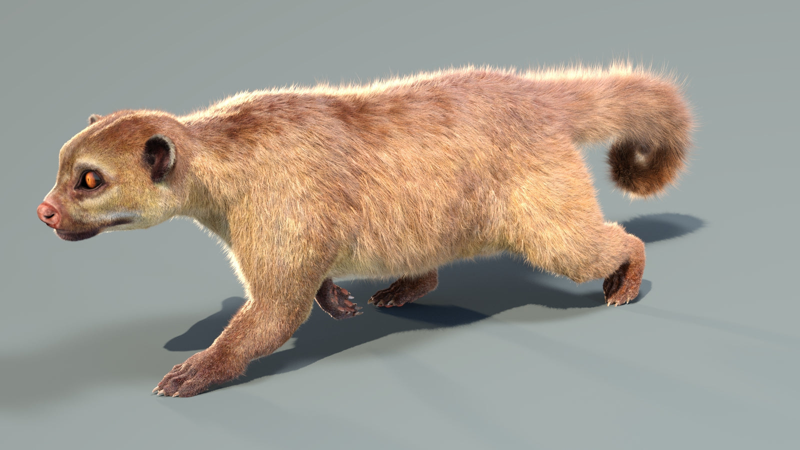 Animated Kinkajou 3D Model Fur 360° view 4 frame 3
