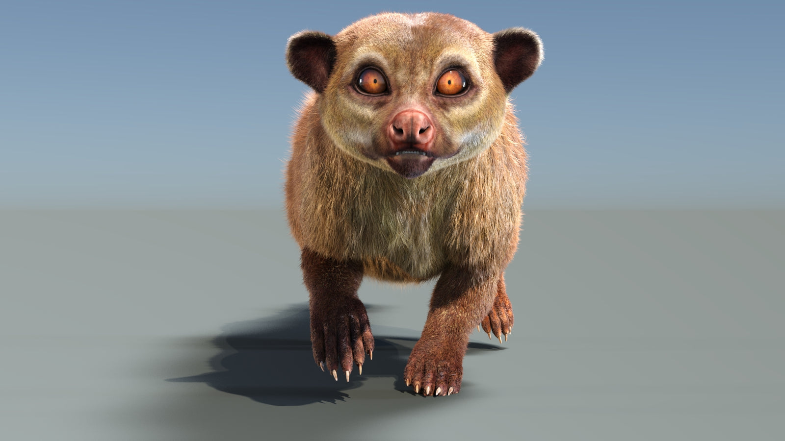 Animated Kinkajou 3D Model Fur 360° view 3 frame 11