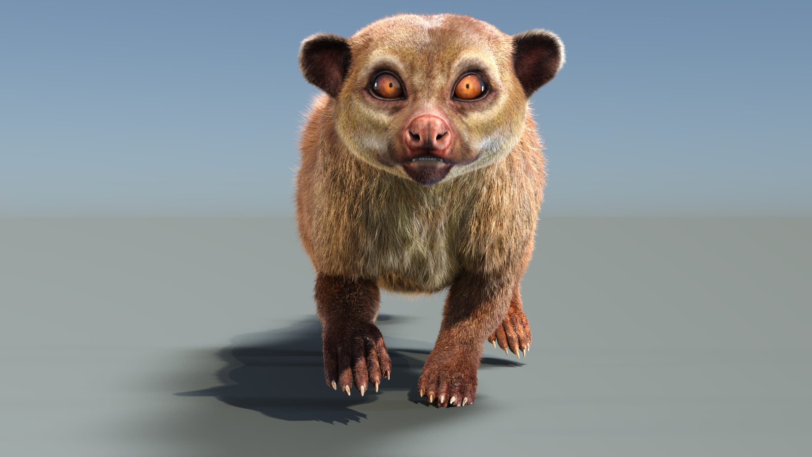 Animated Kinkajou 3D Model Fur 360° view 3 frame 12