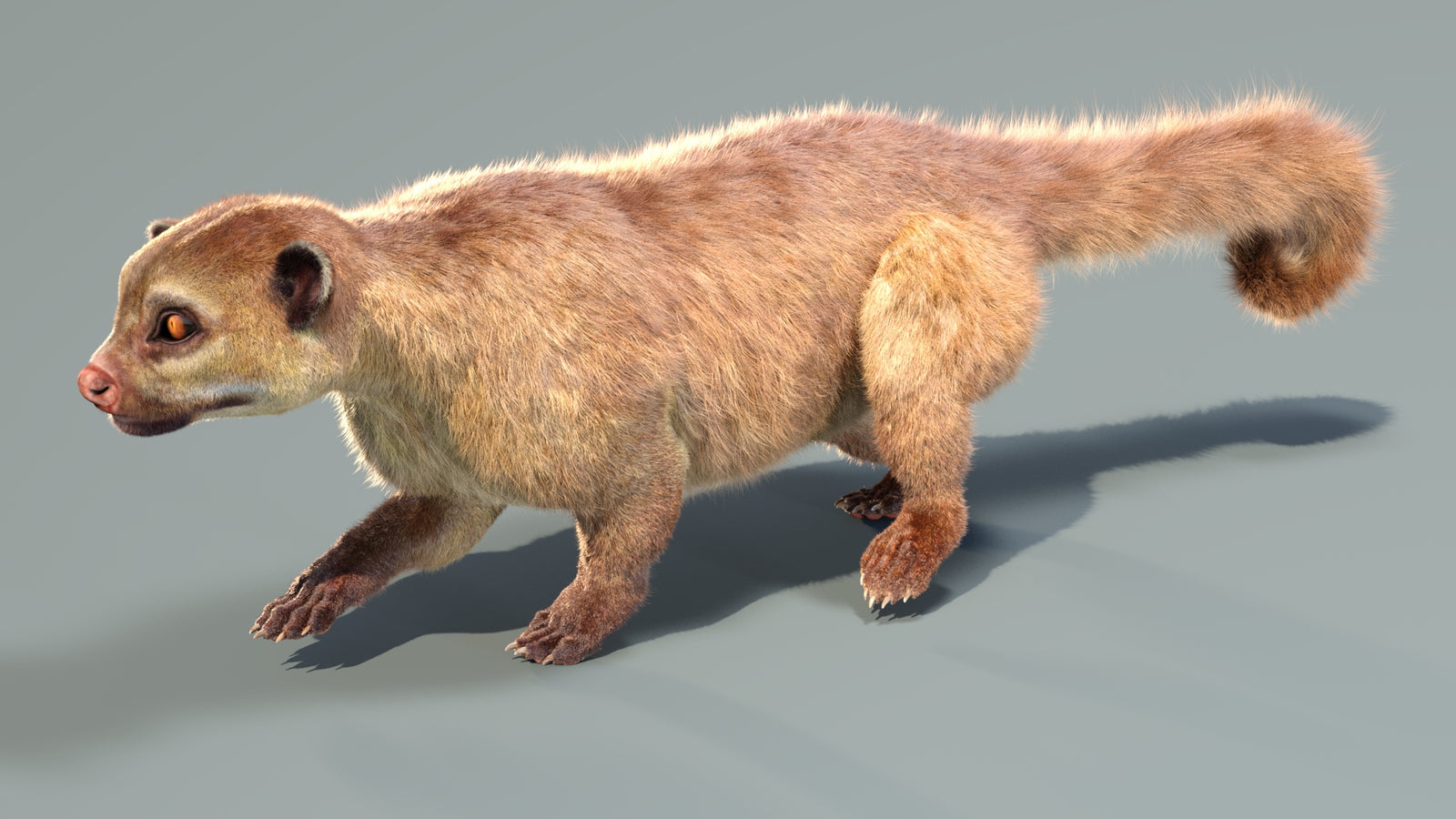 Animated Kinkajou 3D Model Fur 360° view 4 frame 12