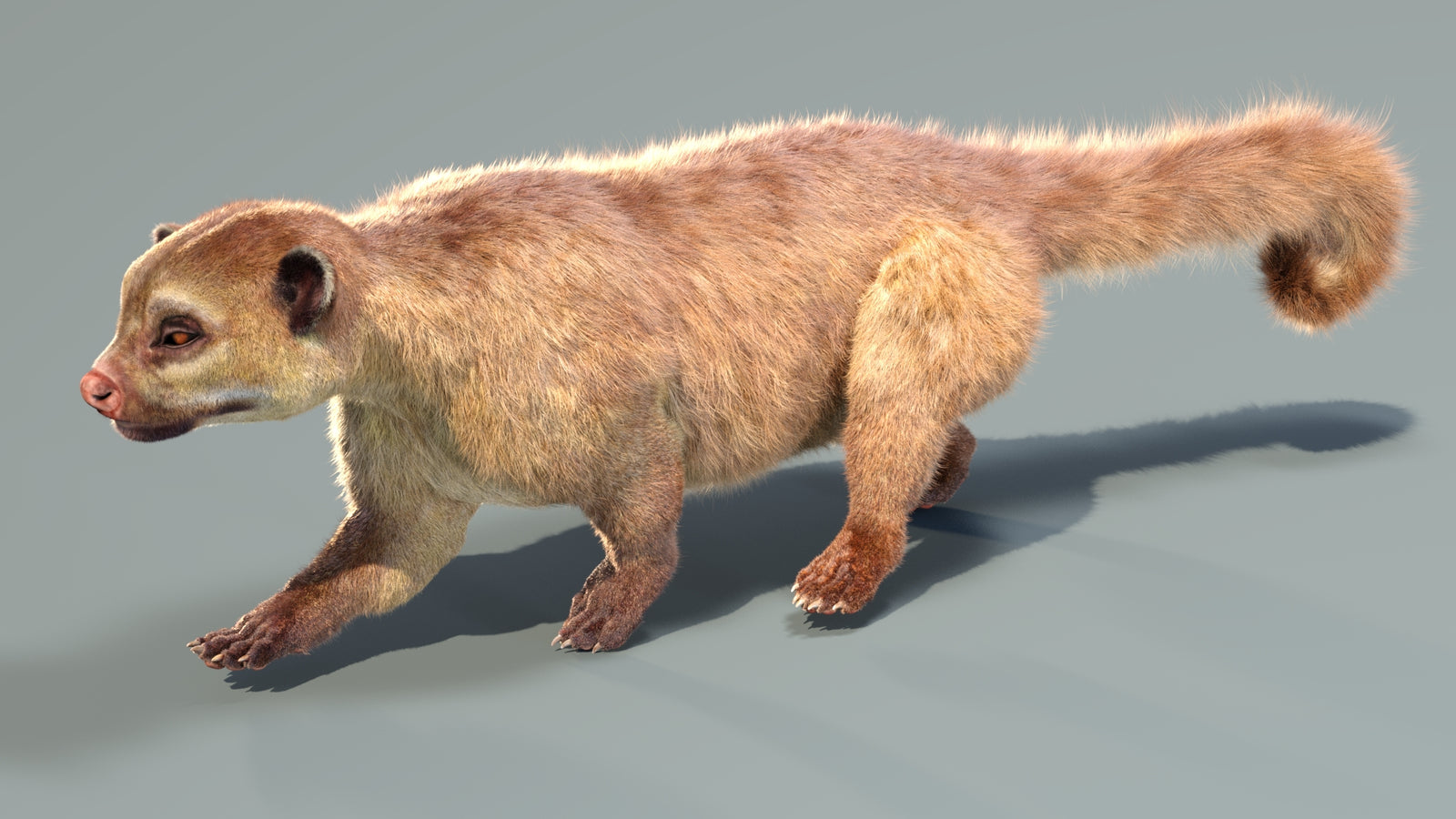 Animated Kinkajou 3D Model Fur 360° view 4 frame 14