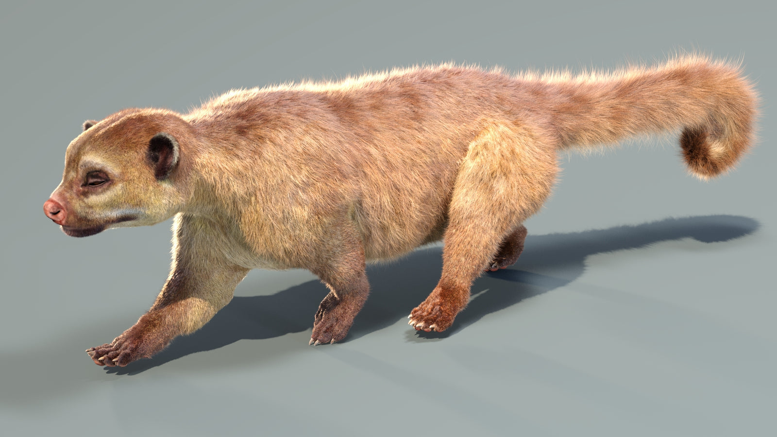 Animated Kinkajou 3D Model Fur 360° view 4 frame 15