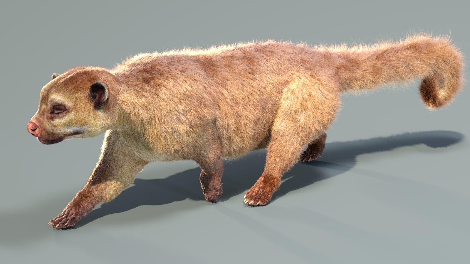 Animated Kinkajou 3D Model Fur 360° view 4 frame 17