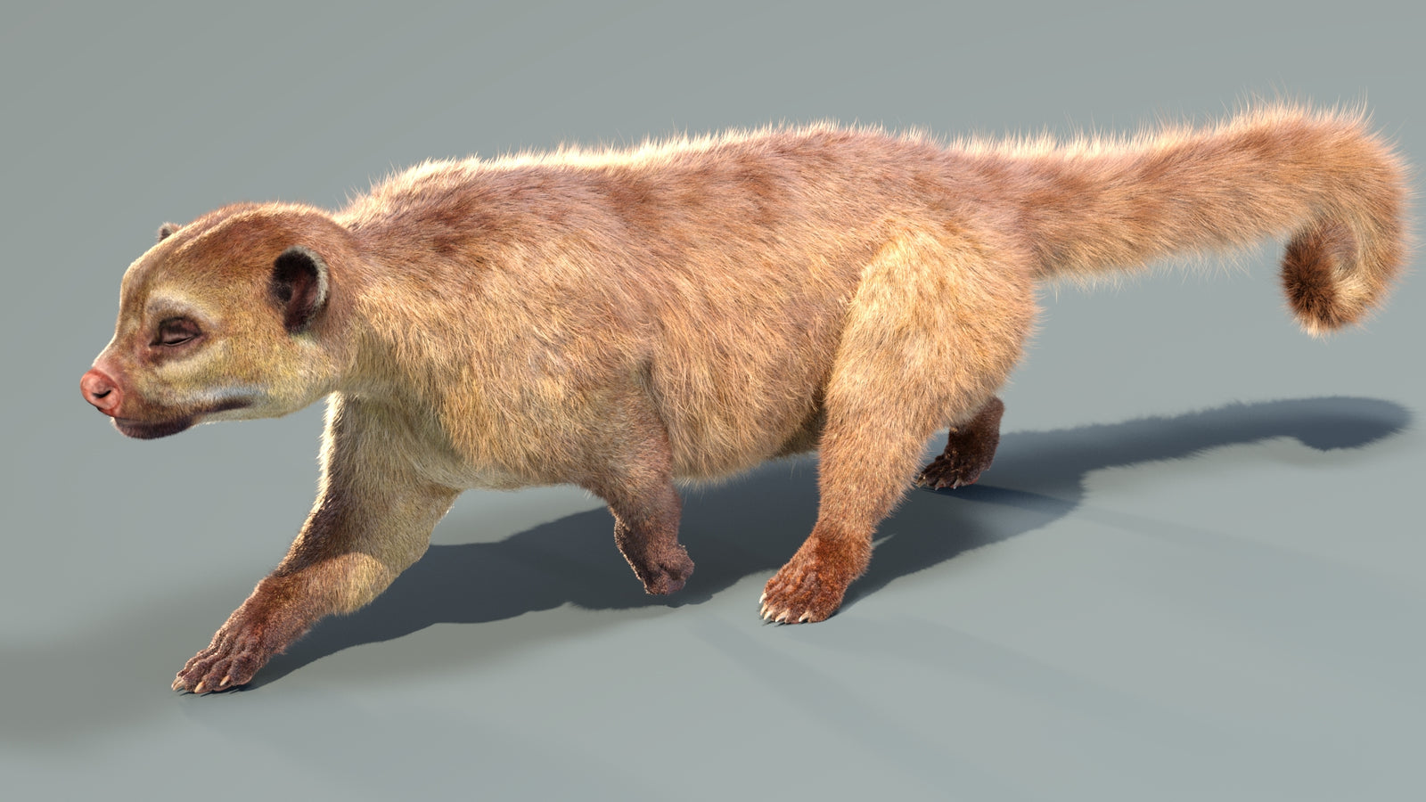 Animated Kinkajou 3D Model Fur 360° view 4 frame 18