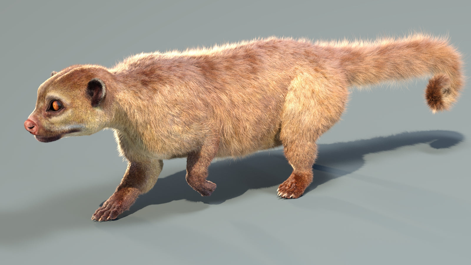 Animated Kinkajou 3D Model Fur 360° view 4 frame 22