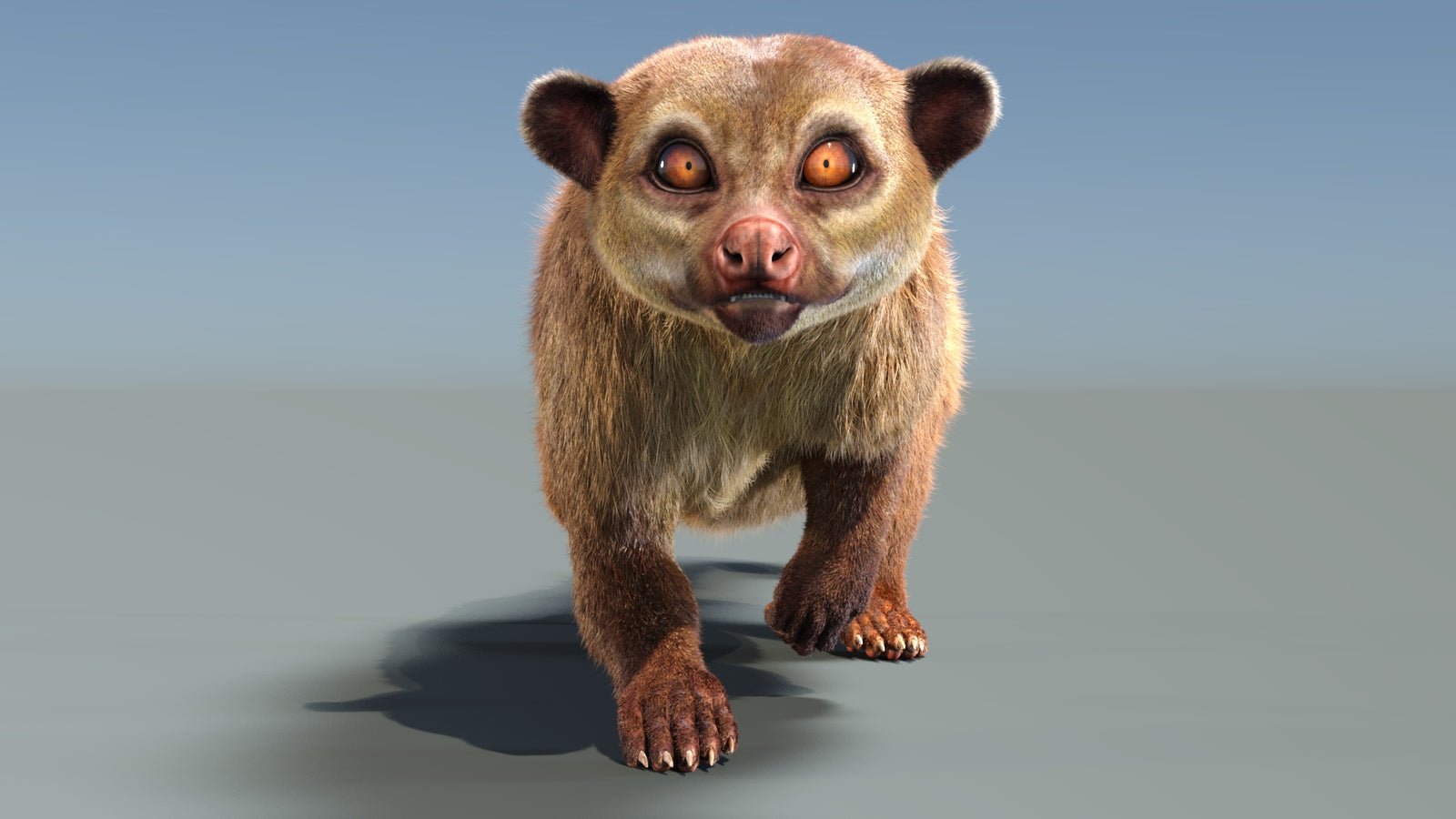 Animated Kinkajou 3D Model Fur 360° view 3 frame 23