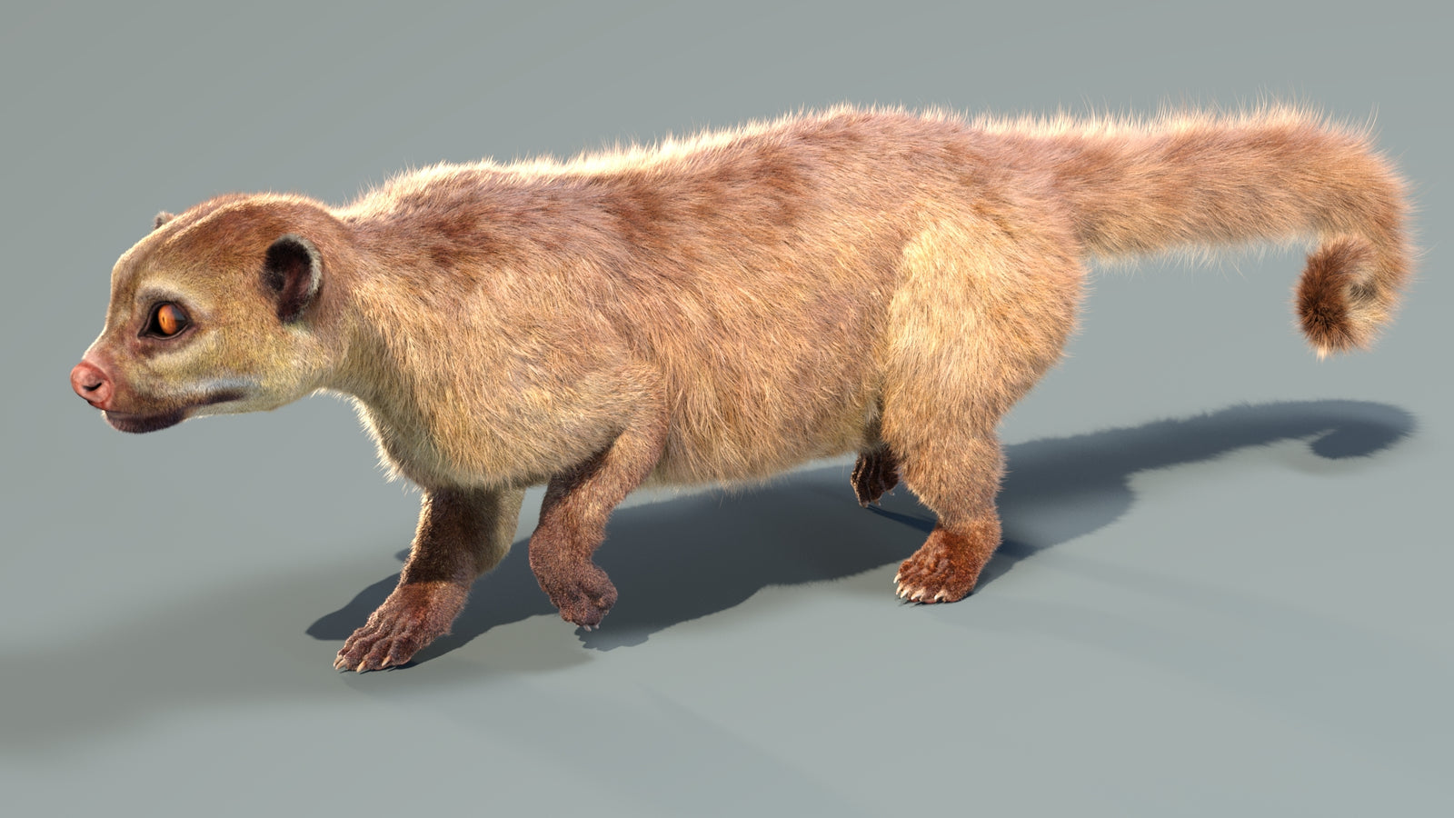 Animated Kinkajou 3D Model Fur 360° view 4 frame 24