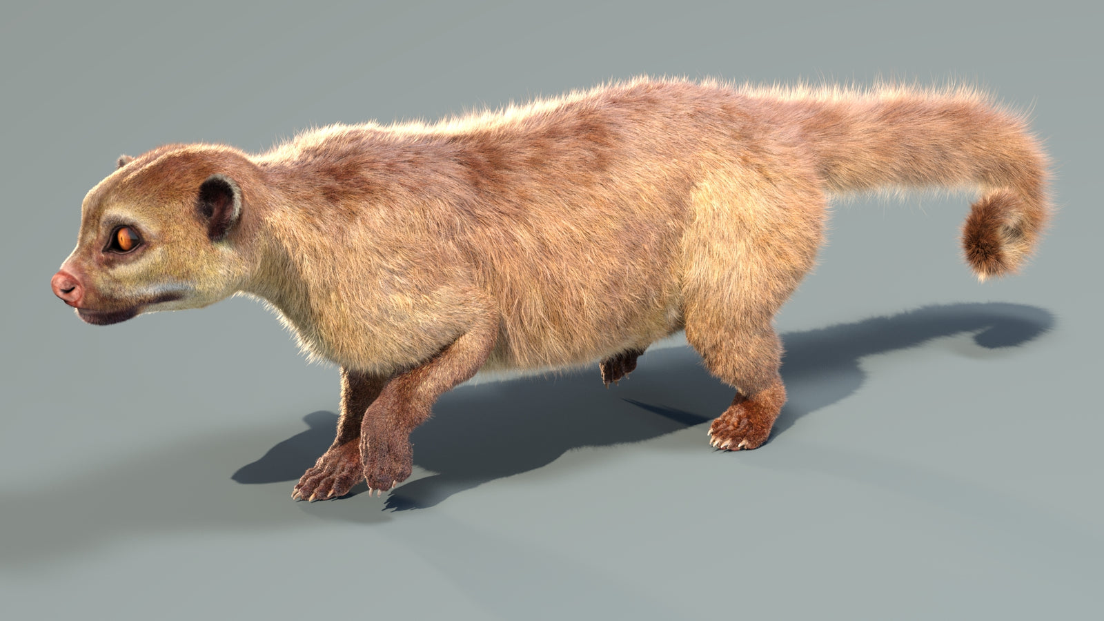 Animated Kinkajou 3D Model Fur 360° view 4 frame 26