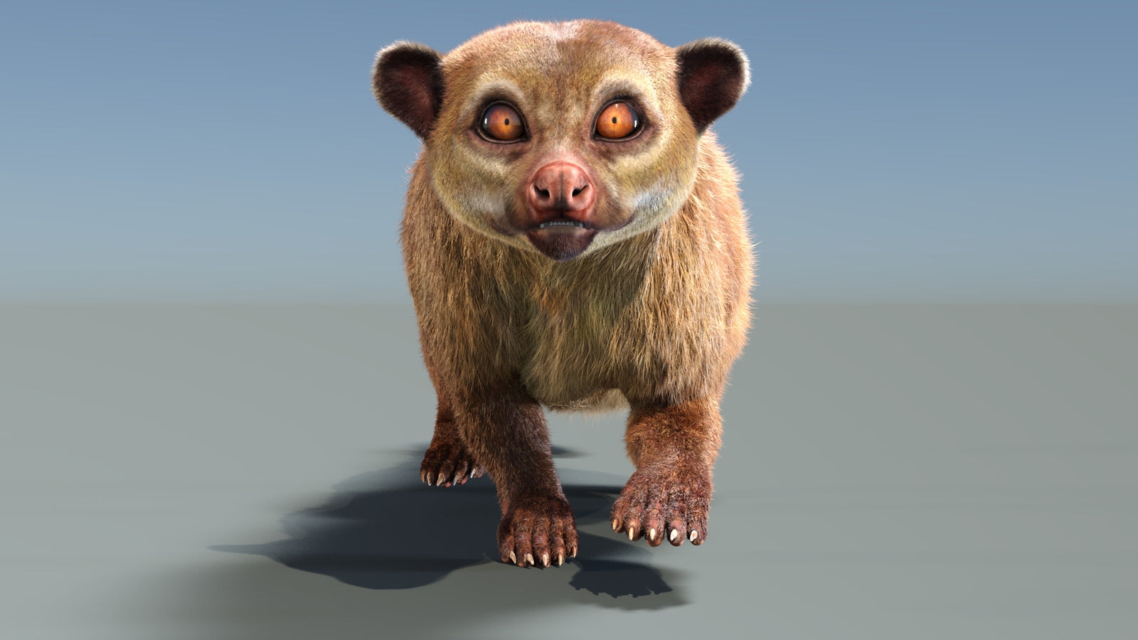 Animated Kinkajou 3D Model Fur 360° view 3 frame 30